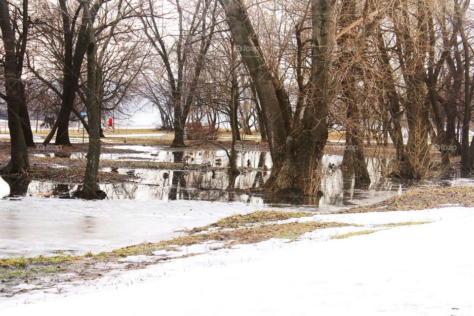 Early spring. Melting snowdrifts. Park, Moscow, Russia. Trees and reflections on water