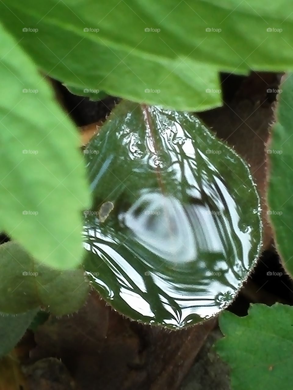 Leaf pond