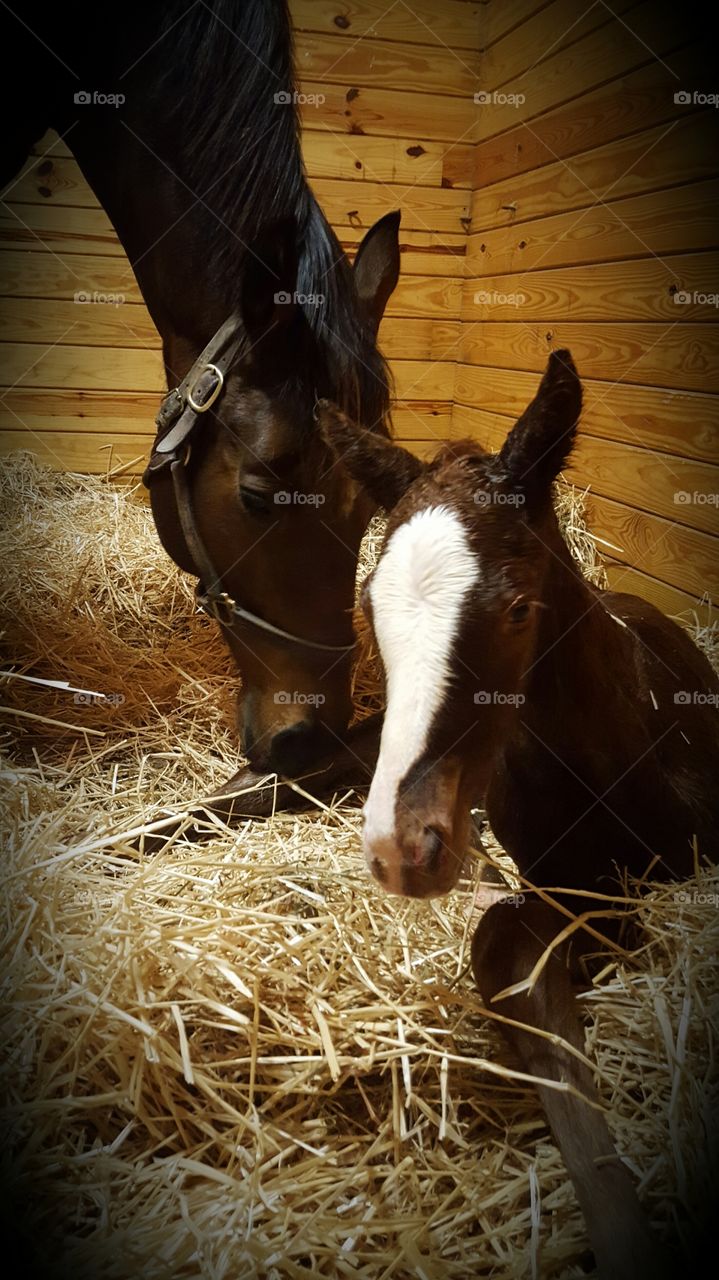 caring momma