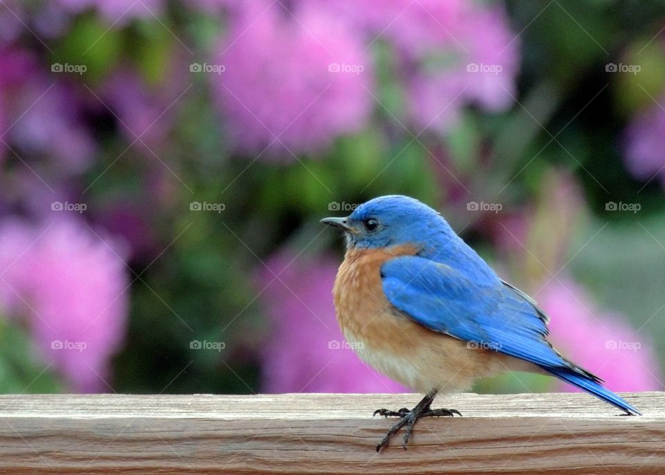 blue bird