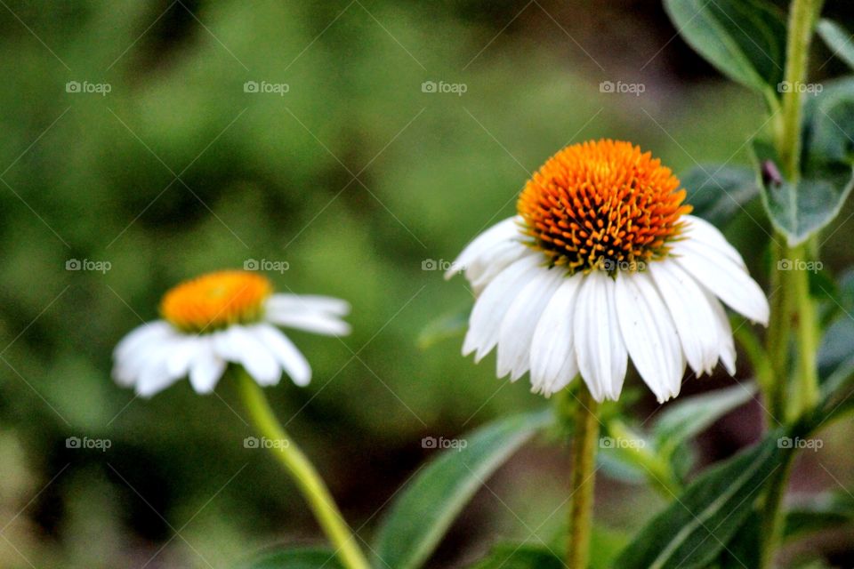 High angle view of coneflower