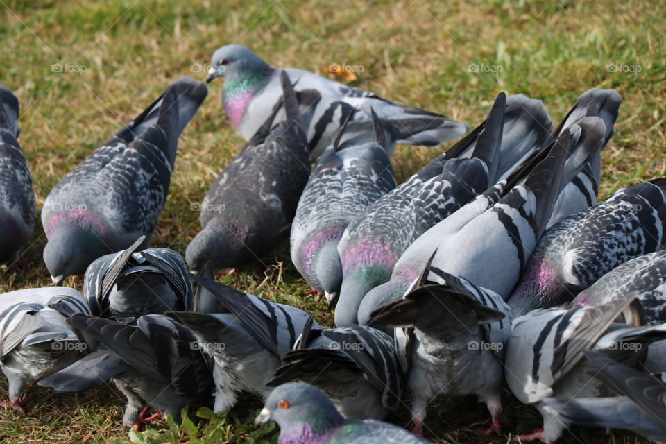 Pigeons