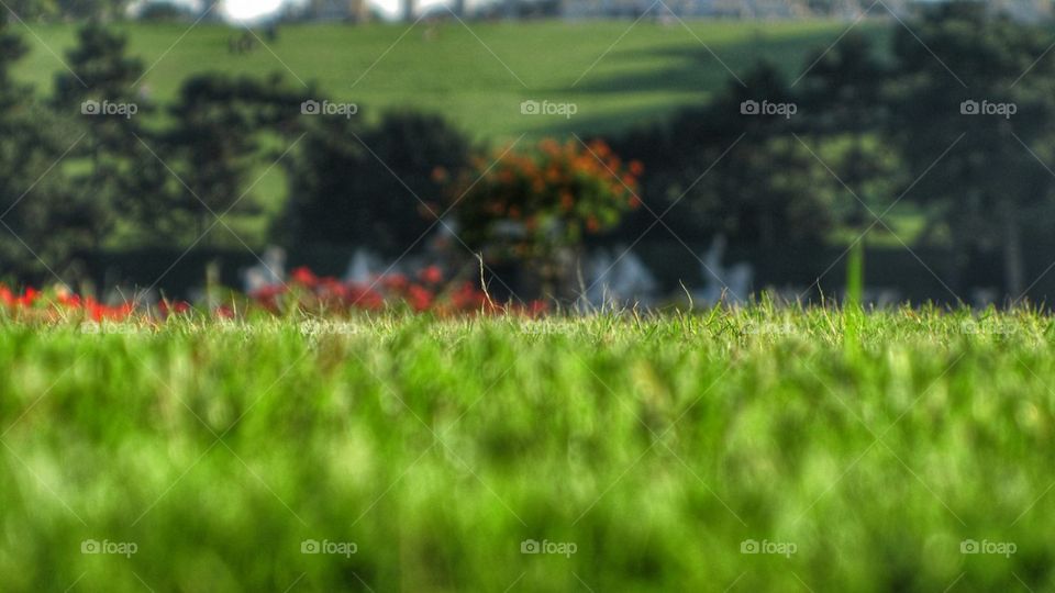 grass