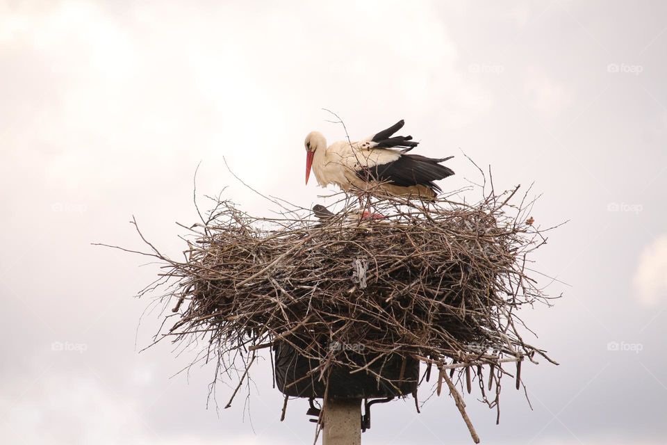Stork in the nest