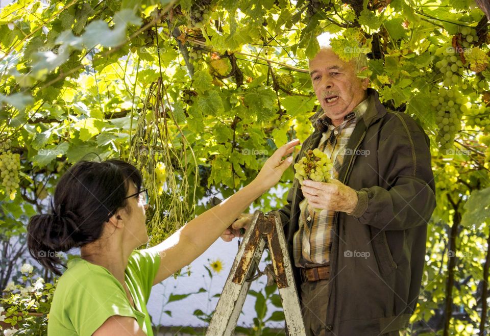 Picking the grape