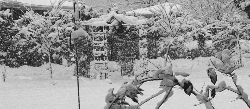 First Snow, black and white