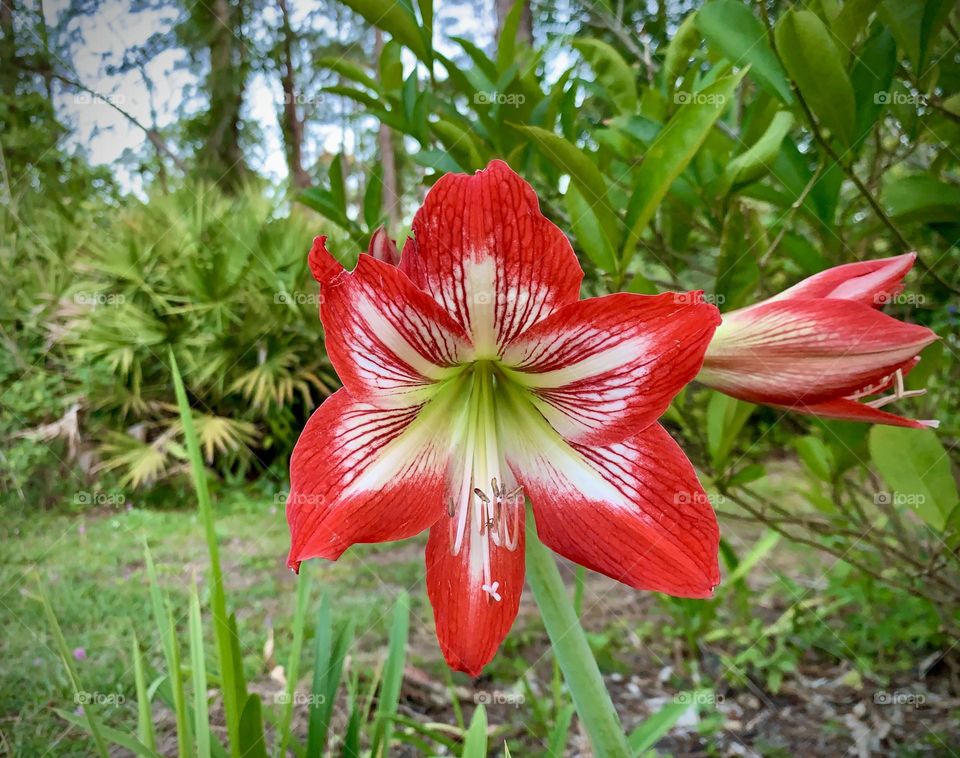 Red variegated Amaryllis Lily.
