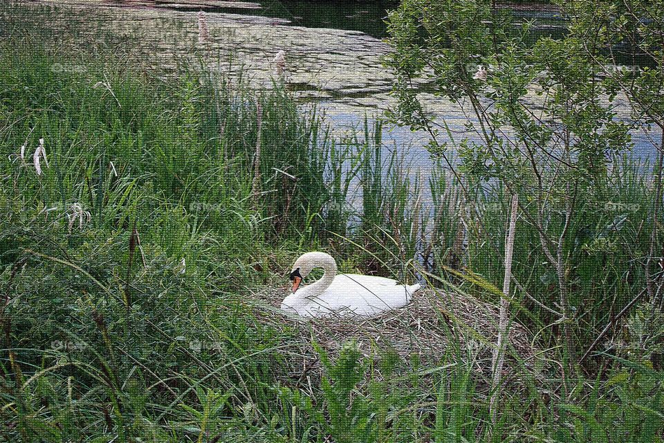 Swan on the nest