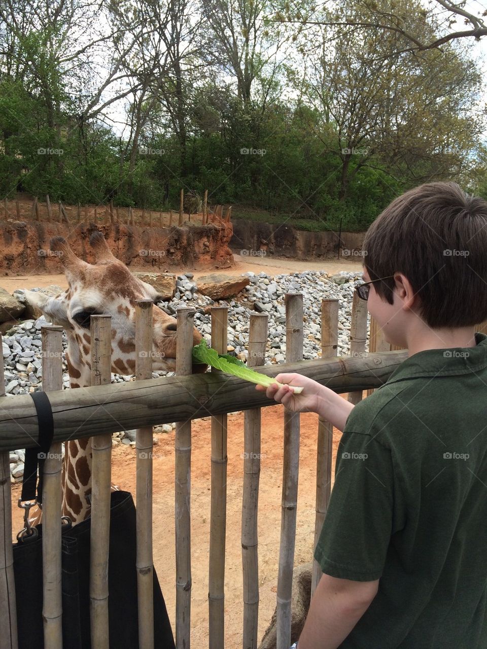 Feeding Giraffe