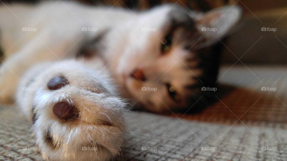 Cat Eye Bokeh Paw Focus