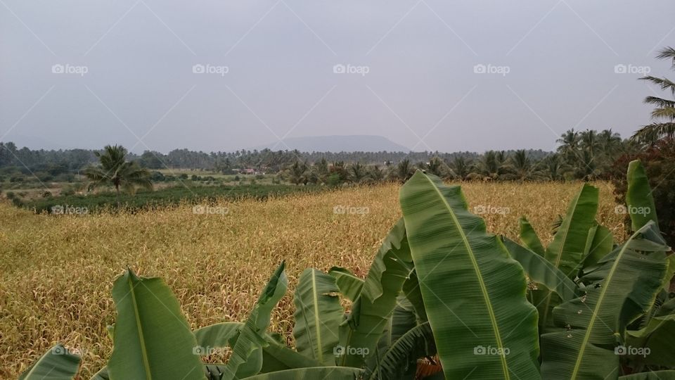 Agriculture, No Person, Growth, Flora, Nature