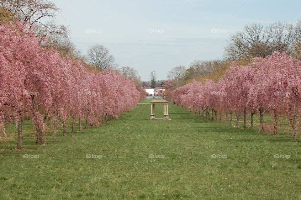 Japanese Flower Garden Fairmount Park. Japanese Flowering Cherry Blossom Trees