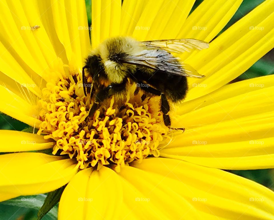 Bee feasting on pollen