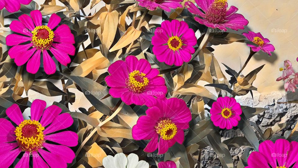 pink zinnia flower, flowers for the home gaarden, bright pink color, beautify the home gerden, refresh the environment, bright air, good for environmental health,