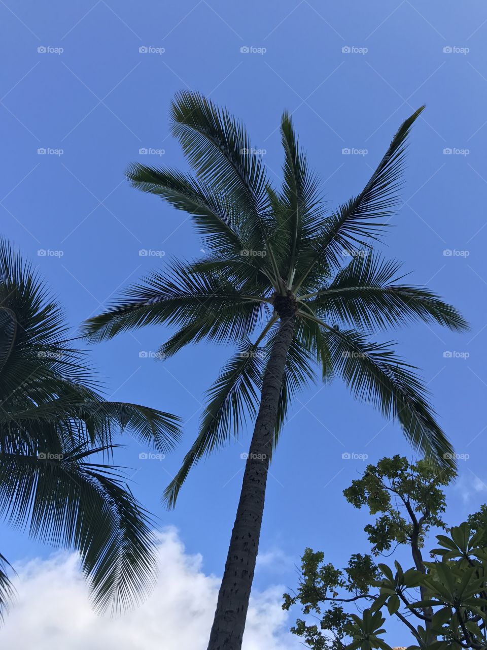 Moon & Palm
Makaha, Hawaii