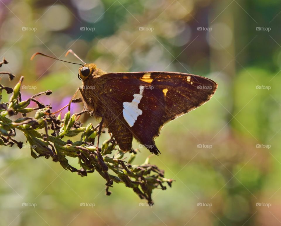 Close-up of a brown butterfly