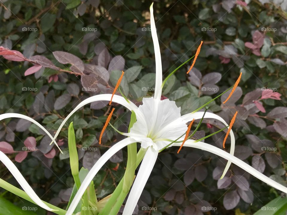 White and orange brilliant flower 