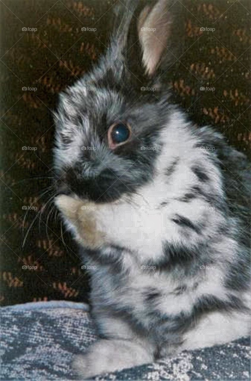 Baby rabbit