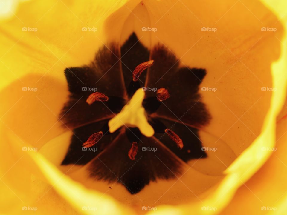 Stamens, pystil and pollen of yellow tulip