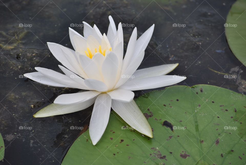 Water lily