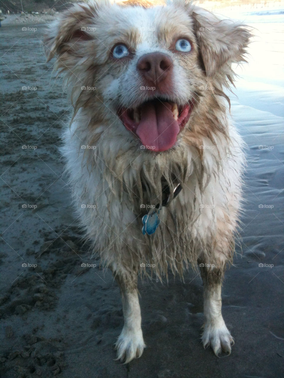 A miniature Australian Shepherd at the beach.