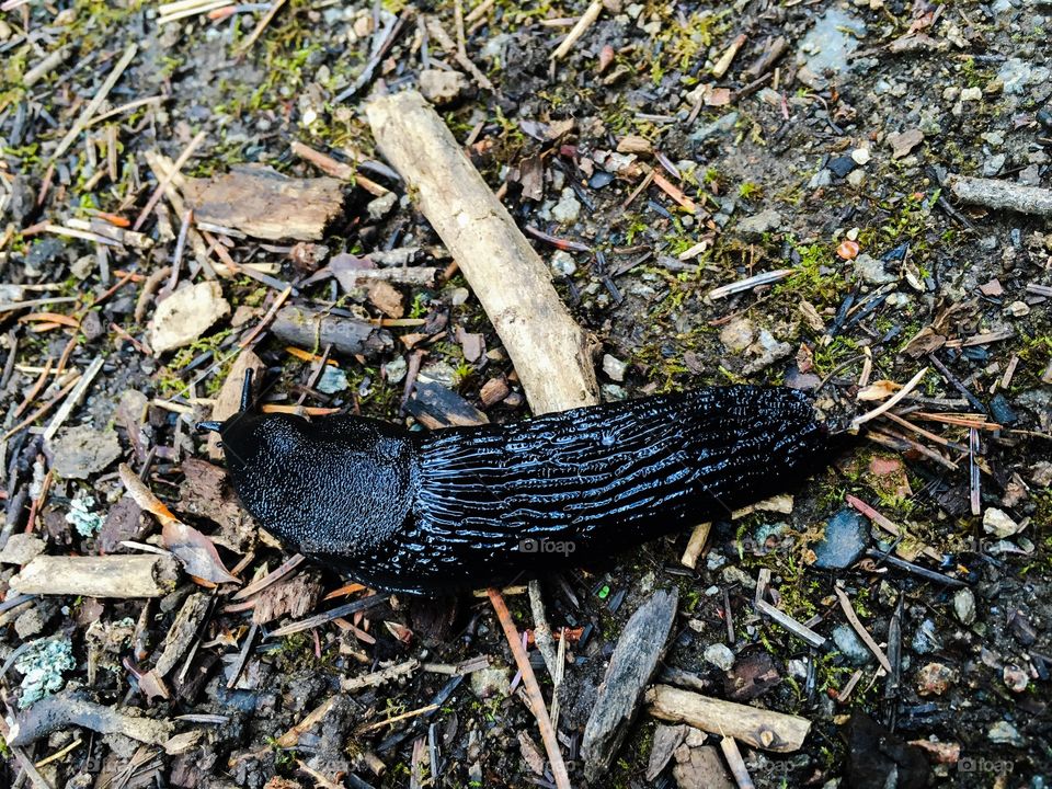 Black slug