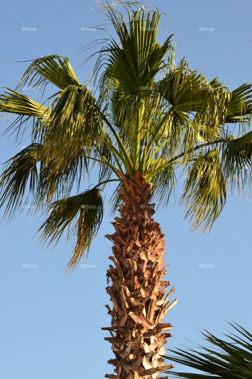 palmtree