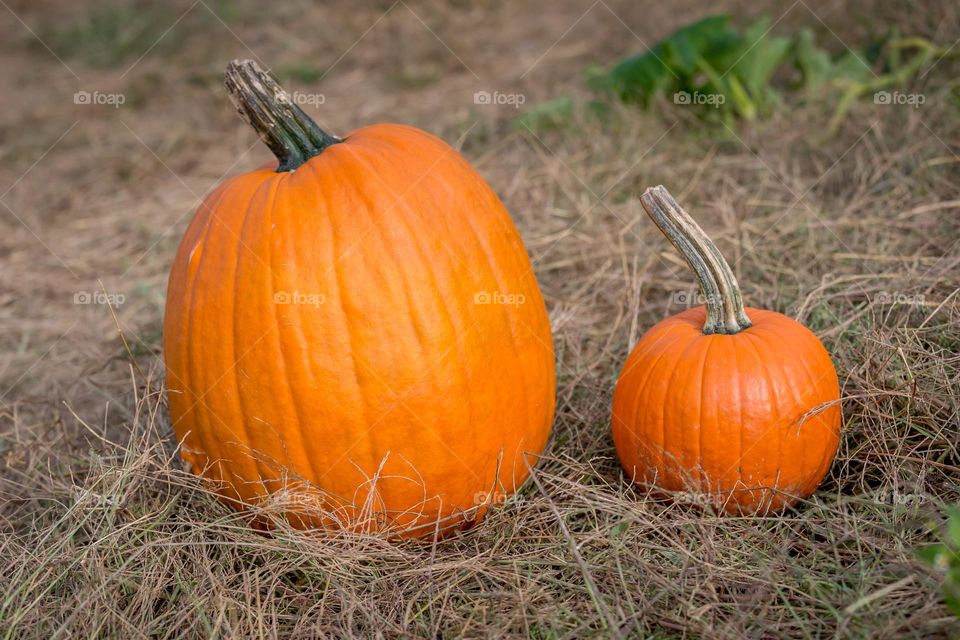 Pumpkins at the farm, harvest season