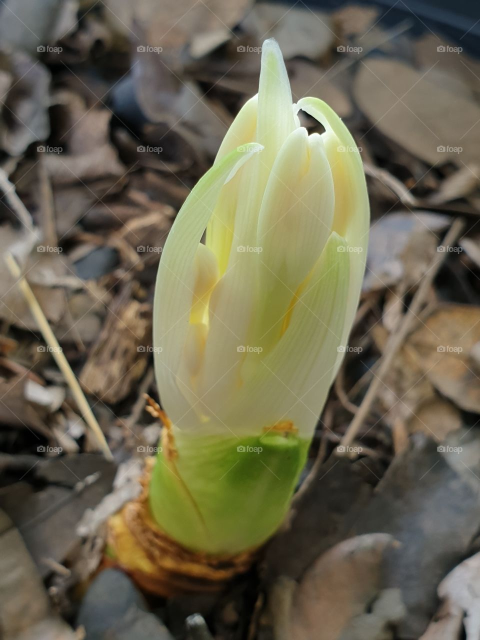 beautiful flowers in my garden