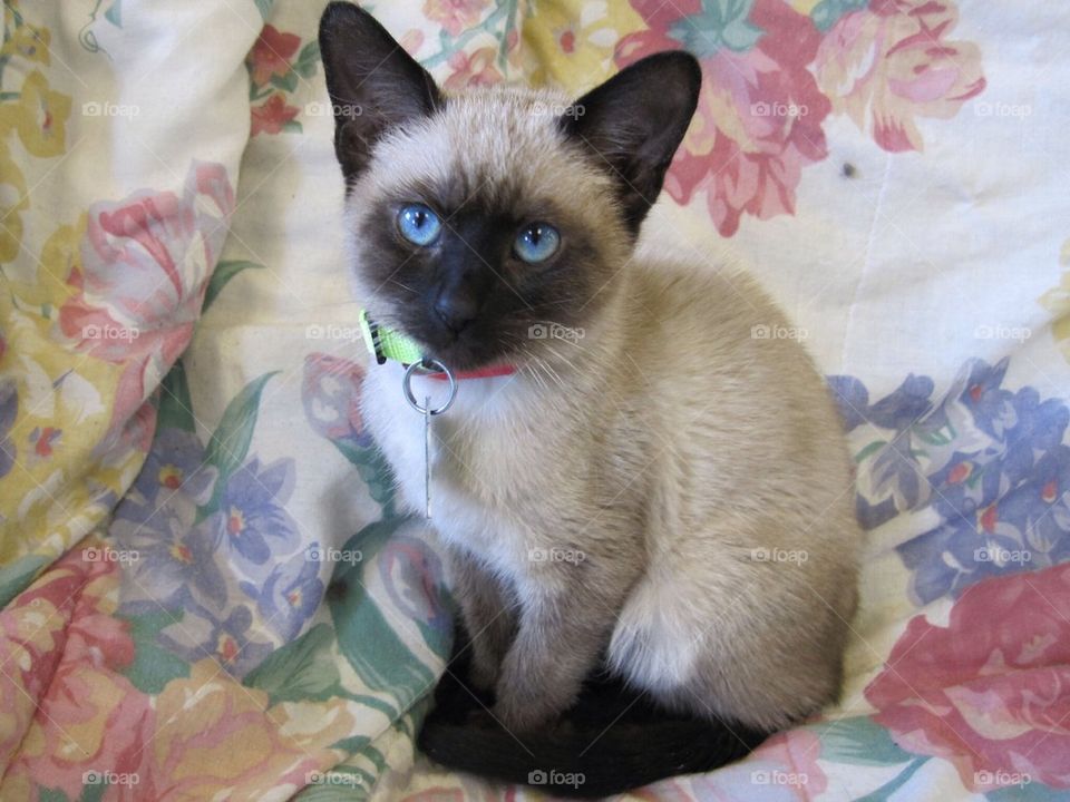 Siamese Shelter Kitten