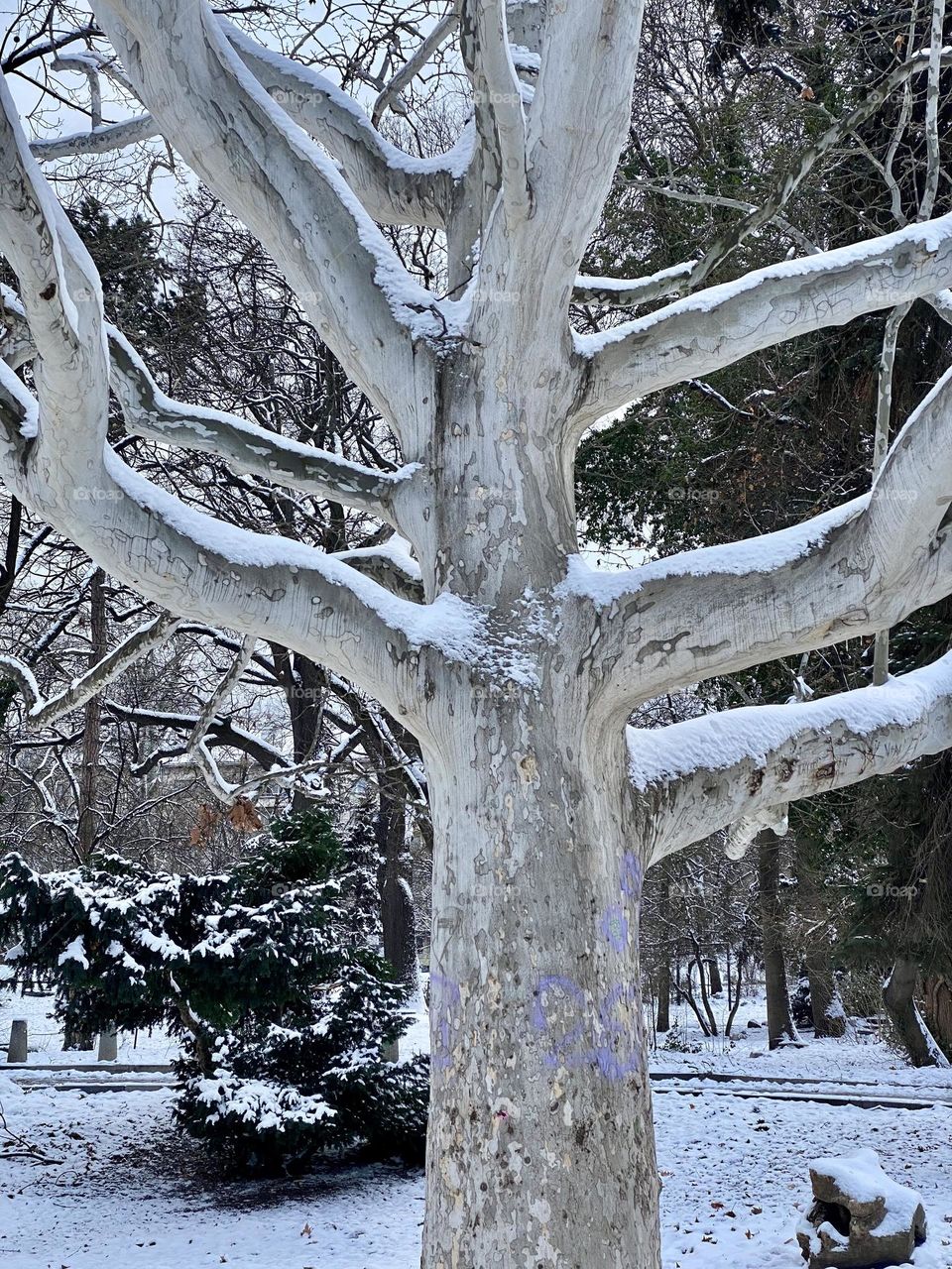 Tree covered with snow 