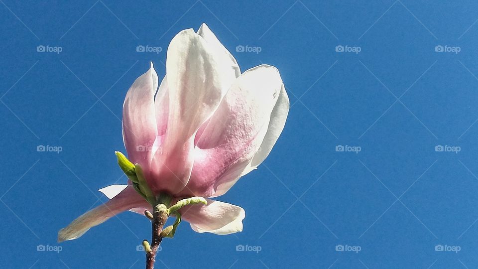 Magnolia