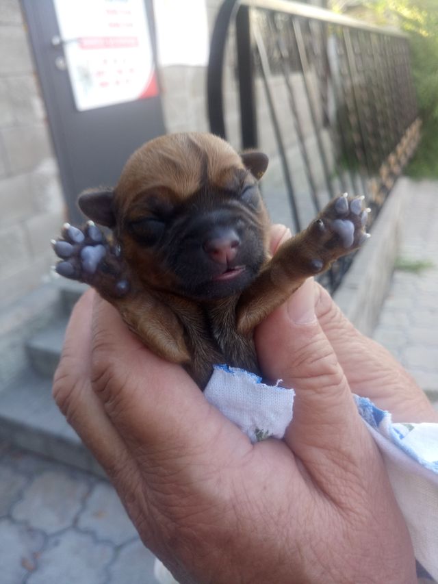 Babe pappy dog