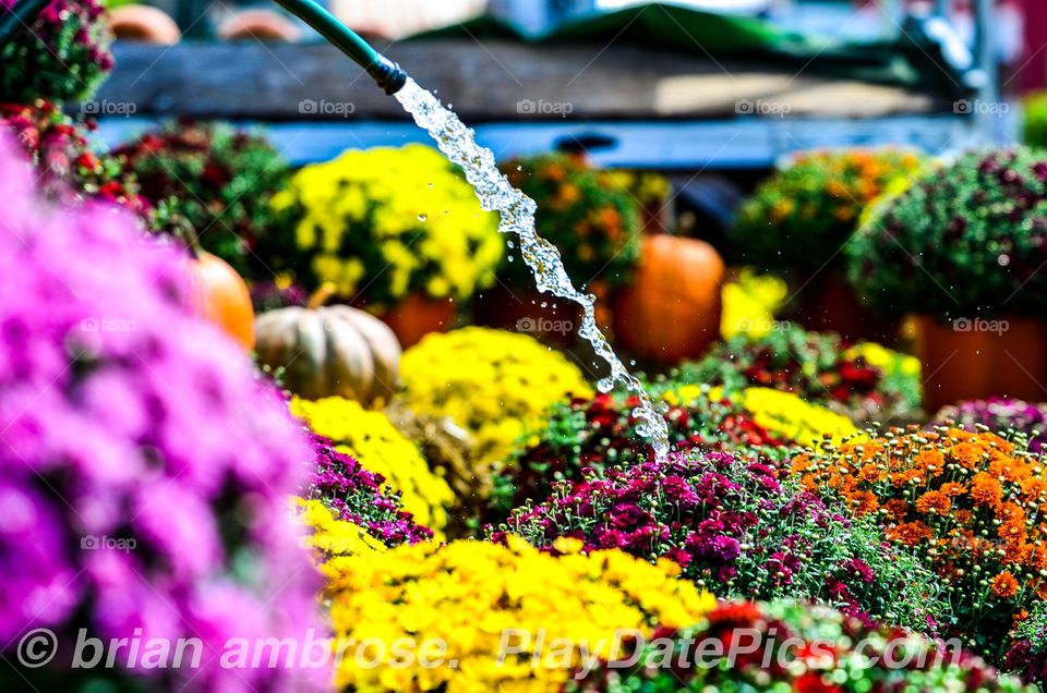Mums being watered fall colors pumpkins outdoor market