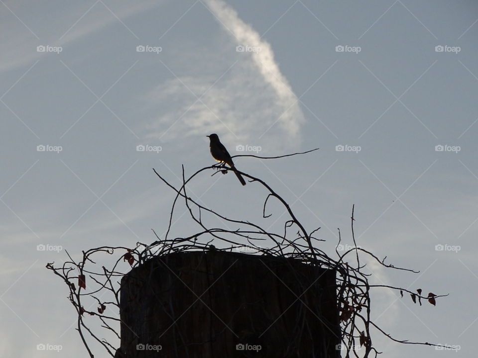 Lone mockingbird in silhouette