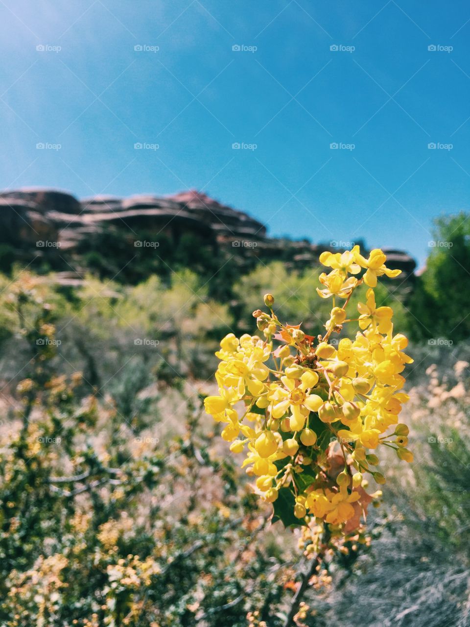 Mellow yellow at Canyonland, Utah