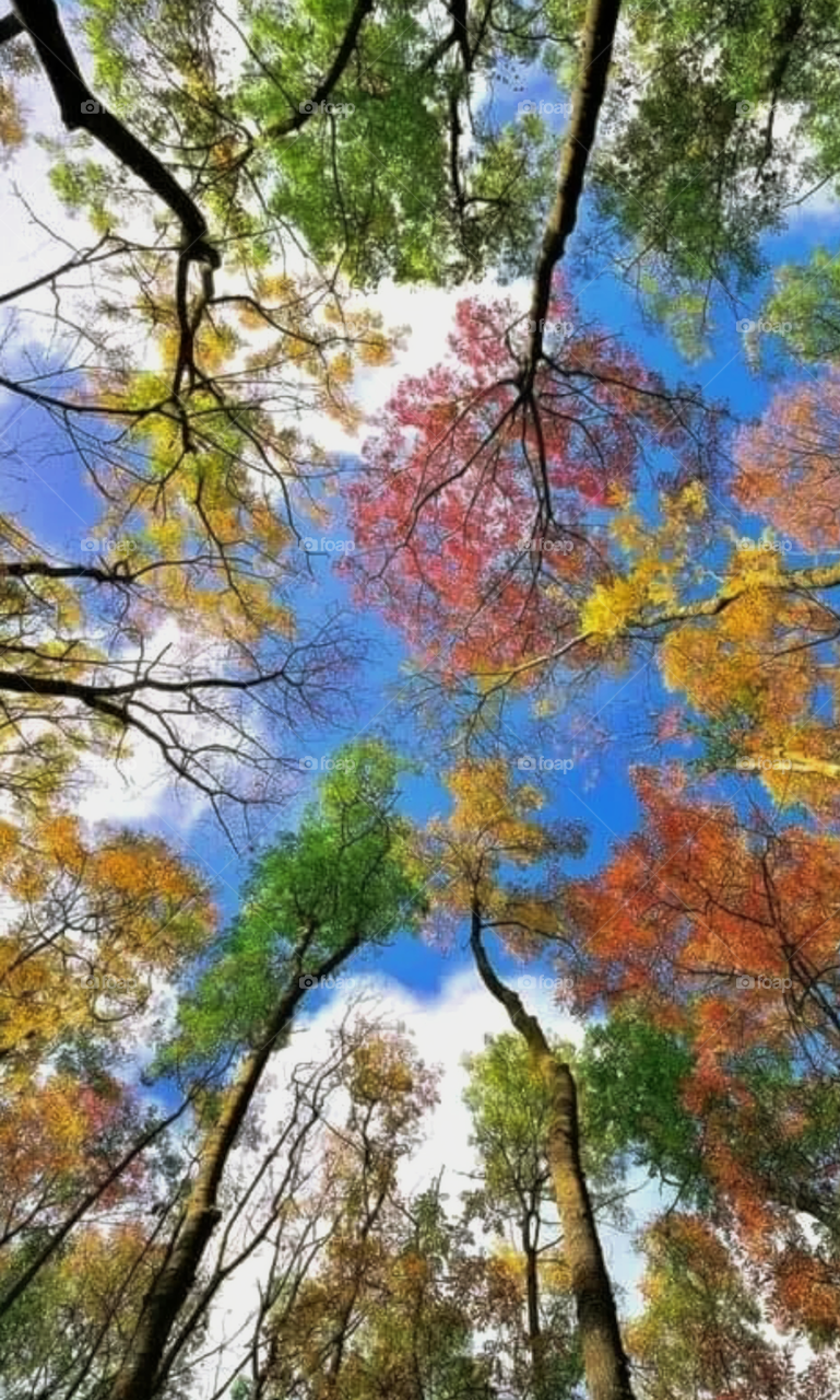 Big trees with colourfoul  leaves