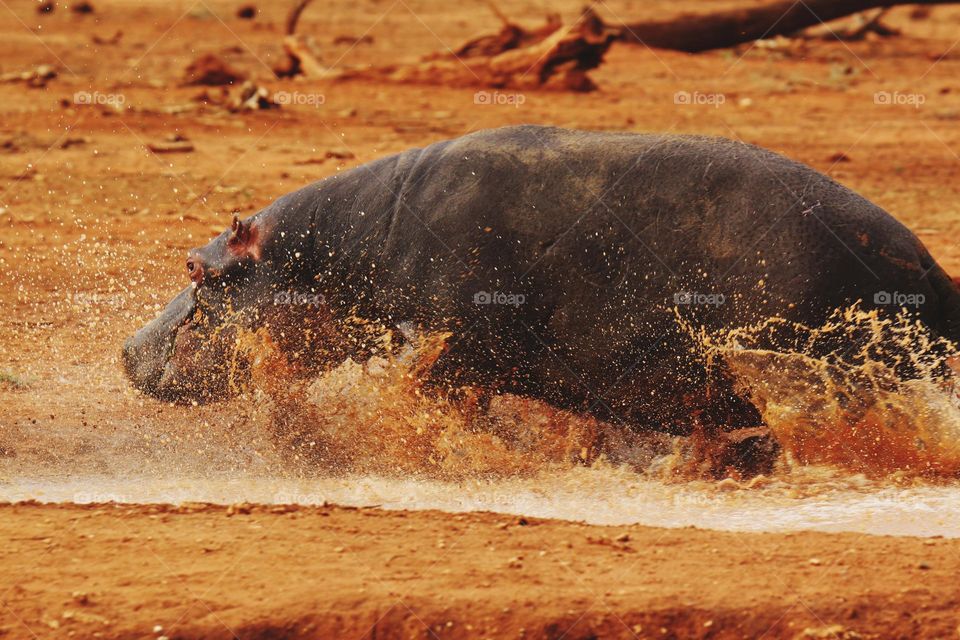 hippo in water