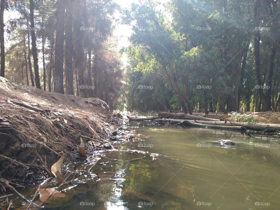 River in the forest