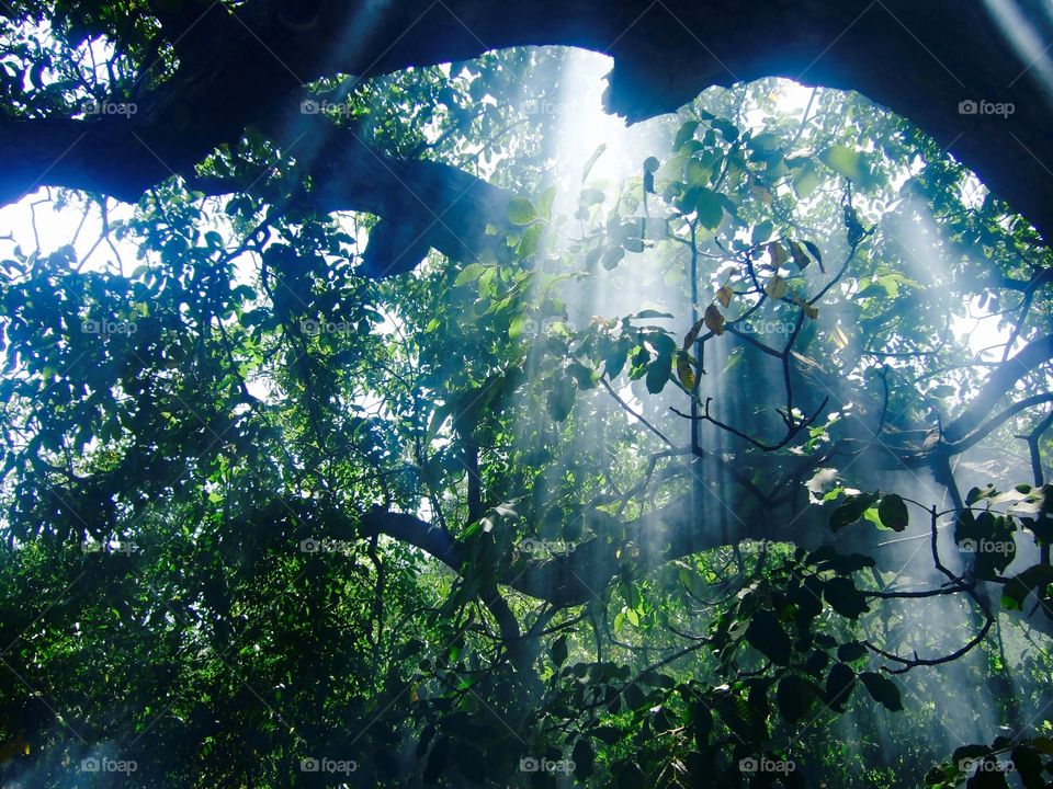 Perfect rays peek into the forest
