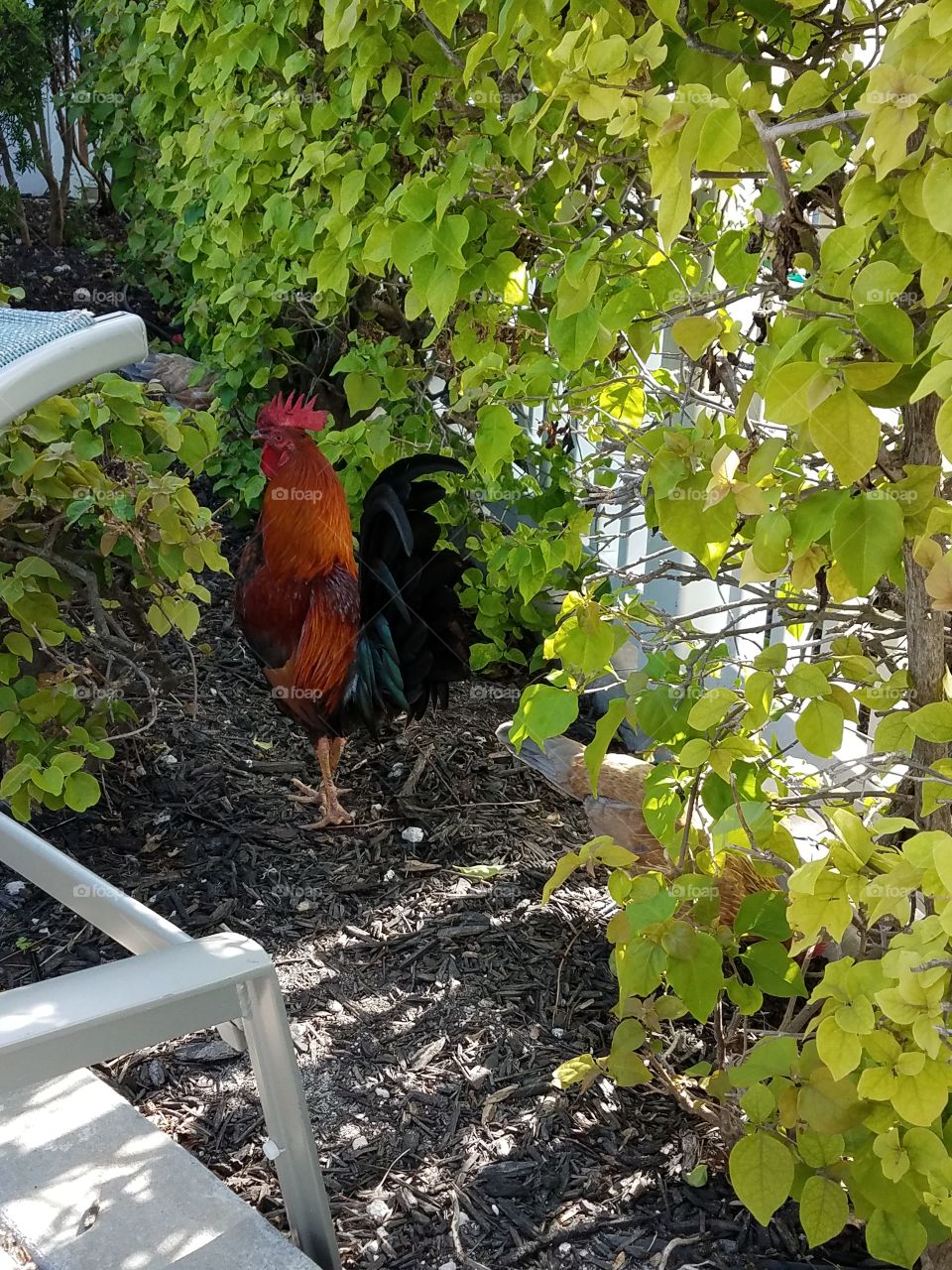 Key West rooster