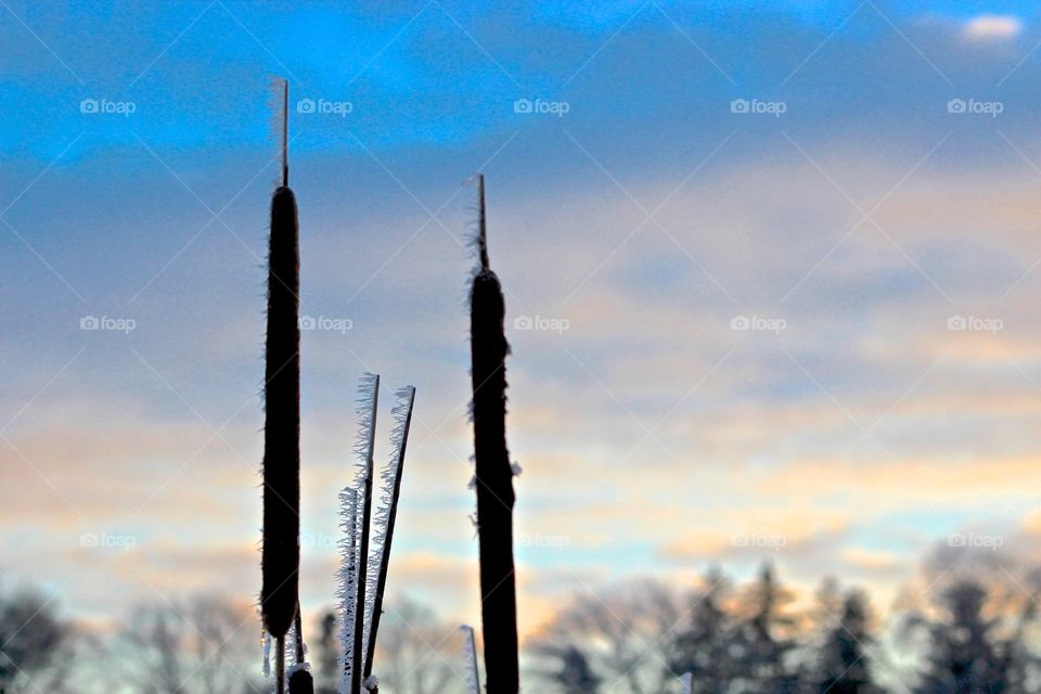 Frozen cattails.