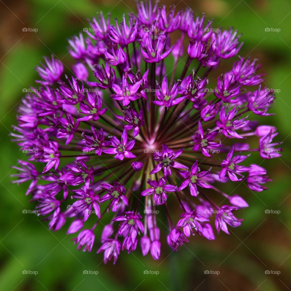 Purple burst 