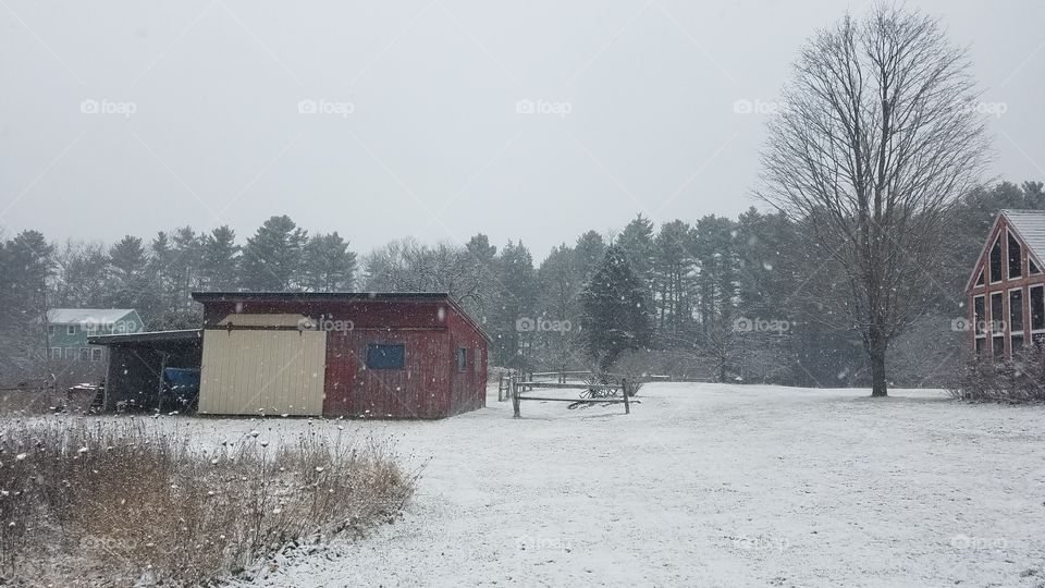 Snow, Winter, Cold, Weather, Frost