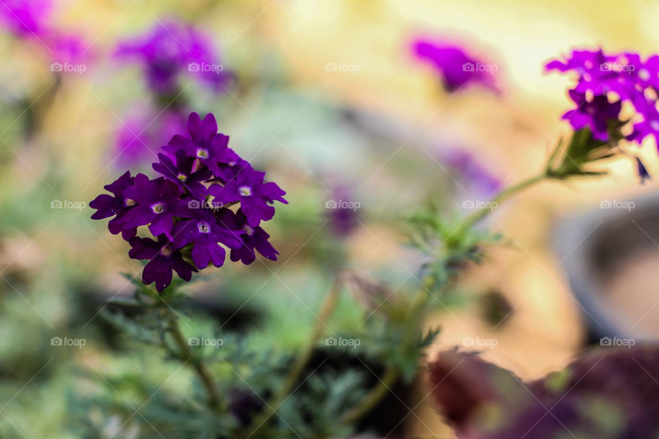 This night is going to be about purple