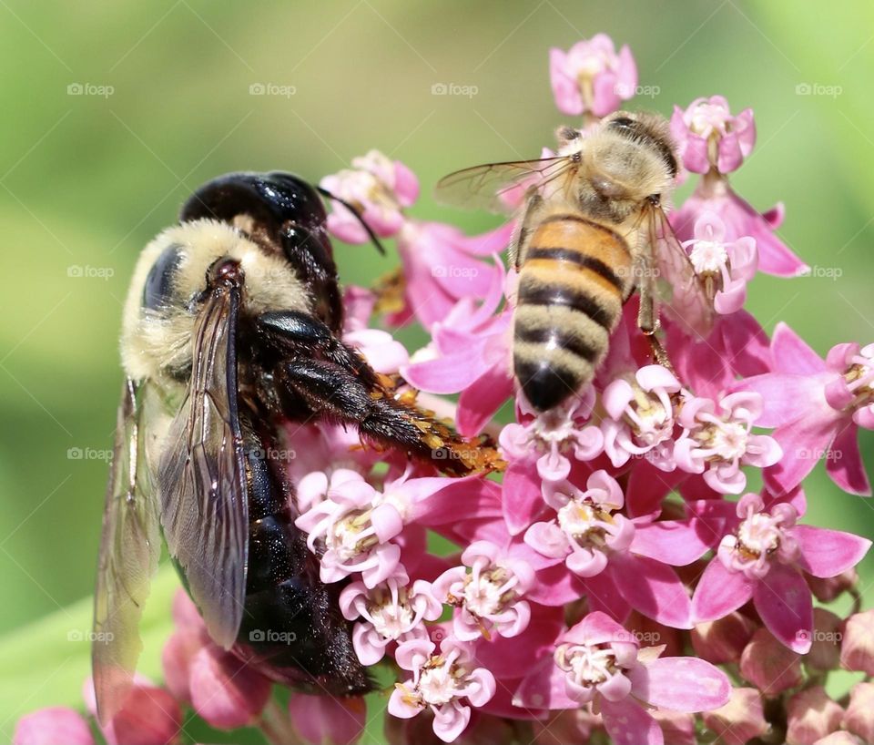 Carpenter Bee and honeybee on the same flower