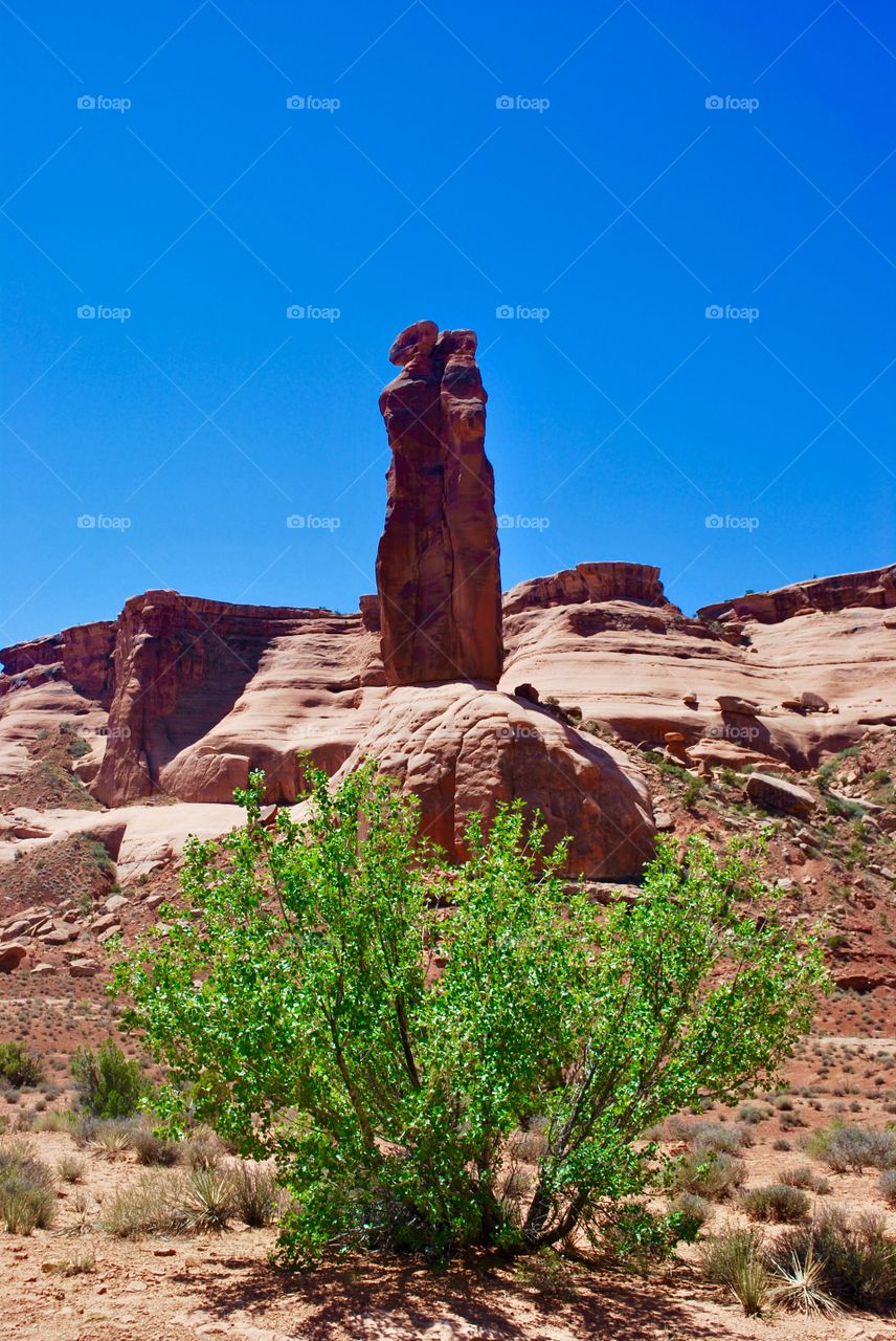 Plant growing at Arches Utah