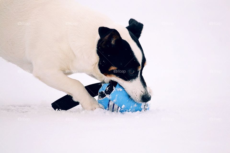 Dog playing with the toy in the snow