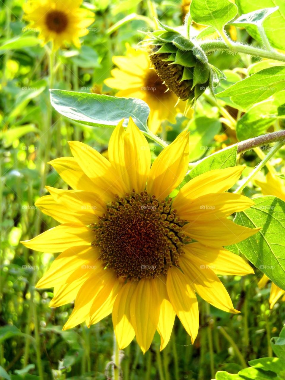 sunflower