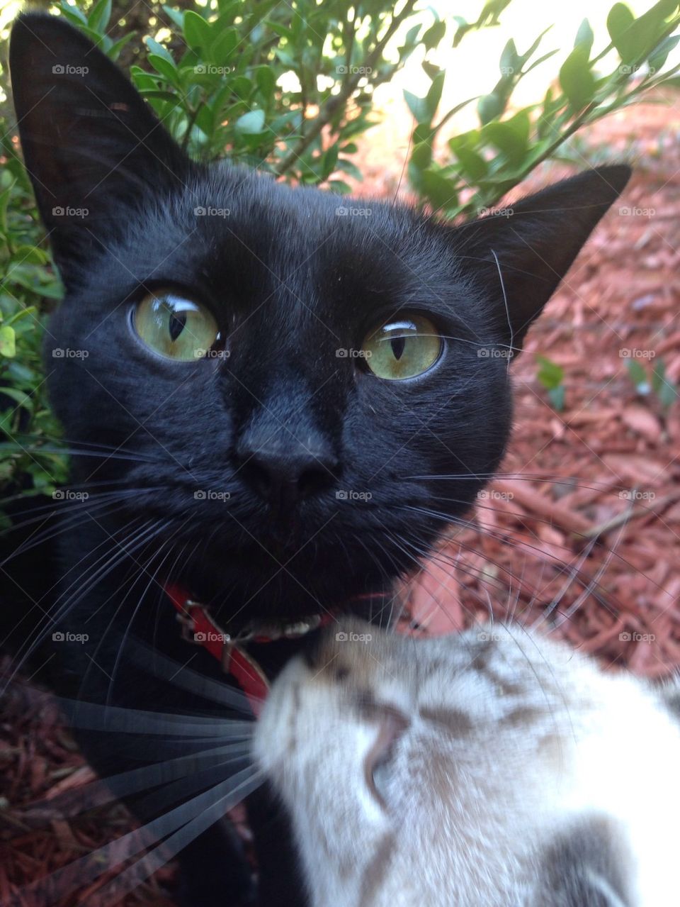 Midnight and Diamond